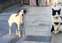 Corona virüs pandemisi sürecinde ev ve sokak hayvanları