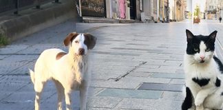 Corona virüs pandemisi sürecinde ev ve sokak hayvanları