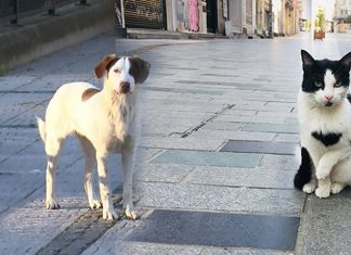 Corona virüs pandemisi sürecinde ev ve sokak hayvanları