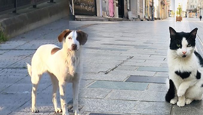 Corona virüs pandemisi sürecinde ev ve sokak hayvanları
