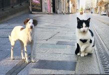 Gerçek mi, şehir efsanesi mi? Hayvanlar depremi önceden hissedebiliyor mu?