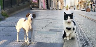 Gerçek mi, şehir efsanesi mi? Hayvanlar depremi önceden hissedebiliyor mu?