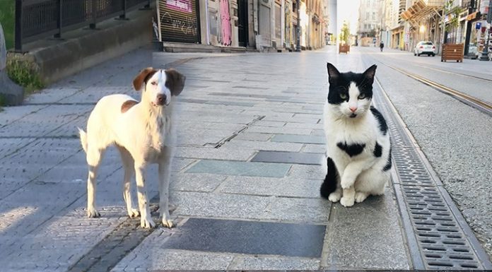 Gerçek mi, şehir efsanesi mi? Hayvanlar depremi önceden hissedebiliyor mu?