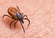 Kene kabusu/6 ayda 13 can kaybı. Prof. Yıldız: ‘Isırdığında sakın bunu yapmayın!’