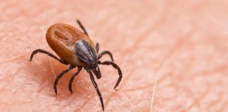 Kene can alıyor. Sivas’ta beş günde üç kişi hayatını kaybetti!