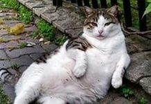 Teoman Aslan ‘Kadıköy’de Hayvanlı Yaşam’