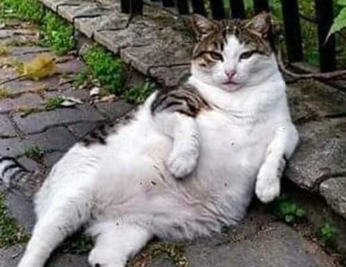 Teoman Aslan ‘Kadıköy’de Hayvanlı Yaşam’