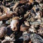 rusya_da_cevre_felaketi_suphelisi_kullanilmayan_roket_yakiti_depolari_h4189_e31f2