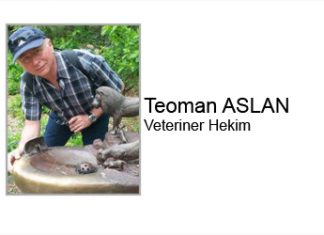 Kedi ve Köpeklerde Kışa Hazırlık
