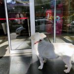 sahibi-tedavi-goren-kopek-5-gundur-hastane-13876077_amp