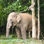 40486714-9363135-In_2009_the_elephant_was_found_struggling_through_woodland_in_Ra-a-143_1615805320635