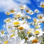 cemre_16_9_1520077725