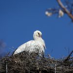 Leylek “Yaren” 10’uncu göç yılında da Uluabat Gölü manzaralı yuvasına yerleşti