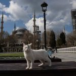 kısıtlama