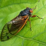 agustos-bocegi-resimleri-1