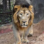 aslan