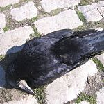 200px-Dead_crow_3