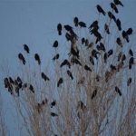 21483-kargaistilasivan