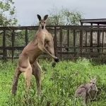 36794858-9049035-_Kangaroos_are_lowkey_creepy_They_re_like_giant_mutant_rabbits_o-m-3_1607890568686