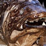 9d7119ef7cbdac61b30cb21d70c0295b