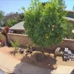 Videoframe_20210602_131944_com.huawei.himovie.overseas