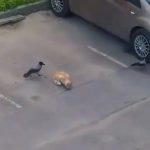 Videoframe_20210604_095806_com.huawei.himovie.overseas