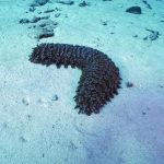 deniz-hiyari-patlicani-nedir_16_9_1522926035