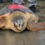 uydudan-izlenen-caretta-likya-296-gunluk-uzun-yolculugu-sonunda-tunusa-ulasti-d5Aj61Yi-1024×576