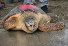 Bir bu eksikti, oda oldu. Koruma altındaki caretta carettalar tespih oldu!