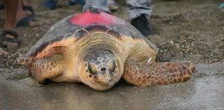 Bir bu eksikti, oda oldu. Koruma altındaki caretta carettalar tespih oldu!