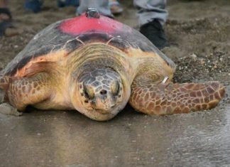 Bir bu eksikti, oda oldu. Koruma altındaki caretta carettalar tespih oldu!