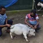 BANGLADESH-AGRICULTURE-ANIMAL