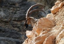 Beslenme ‘inatları’ işe yarıyor; “Orman yangınlarının önlenmesinde keçilerin rolü büyük”