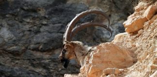 Beslenme ‘inatları’ işe yarıyor; “Orman yangınlarının önlenmesinde keçilerin rolü büyük”