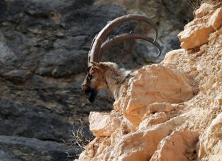 Beslenme ‘inatları’ işe yarıyor; “Orman yangınlarının önlenmesinde keçilerin rolü büyük”