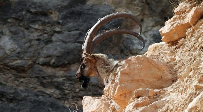 Beslenme ‘inatları’ işe yarıyor; “Orman yangınlarının önlenmesinde keçilerin rolü büyük”