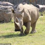 49081665-10084503-White_rhinos_normally_live_up_to_40_years_when_held_in_captivity-a-1_1634125748108