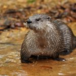 Captive river otter in Florida.