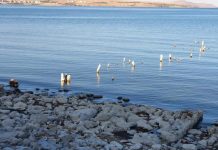 “Atık suların bir kısmı arıtılmadan göle deşarj edilmektedir; Van Gölü S.O.S. veriyor”