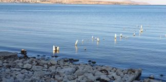 “Atık suların bir kısmı arıtılmadan göle deşarj edilmektedir; Van Gölü S.O.S. veriyor”