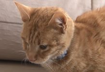 Bir haftadır serumla beslenen 6 aylık ‘Mimti’ yardım bekliyor