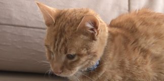 Bir haftadır serumla beslenen 6 aylık ‘Mimti’ yardım bekliyor