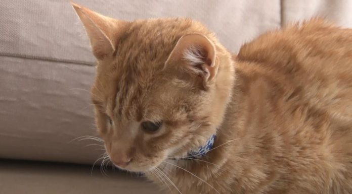 Bir haftadır serumla beslenen 6 aylık ‘Mimti’ yardım bekliyor