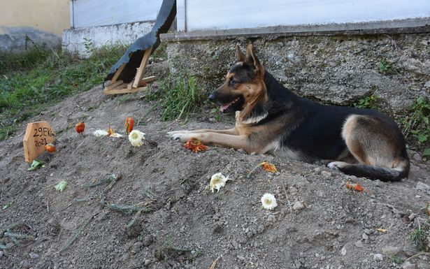 ‘Vefa’ sadece İstanbul’da bir semt değilmiş. Ölen Sahibinin Mezarı başından bir an olsun ayrılmıyor.