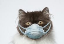 Kaydedilen ilk vaka: Kedi ve köpeğine corona virüs bulaştırdı!