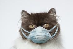 Kaydedilen ilk vaka: Kedi ve köpeğine corona virüs bulaştırdı!