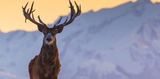 Kızıl geyik avına yargı -Hayır! dedi.