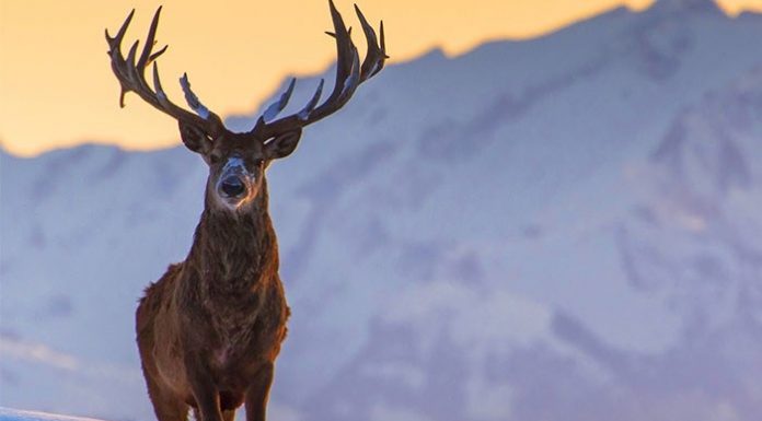 Kızıl geyik avına yargı -Hayır! dedi.
