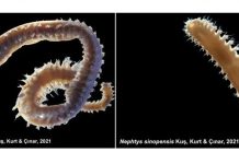 Türk bilim insanlarının keşfettiği iki deniz canlısı Dünya literatürüne girdi