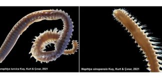 Türk bilim insanlarının keşfettiği iki deniz canlısı Dünya literatürüne girdi